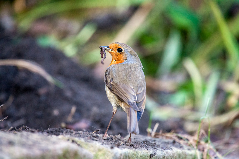 robin-with-worm-in-beak-for-feeding-chicks