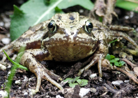 Common Frog 02