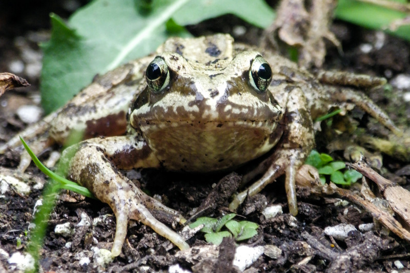 common-frog-02