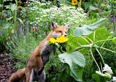Fox Of The Day - Day 2 - Ginger Ninja sniffing a sunflower.