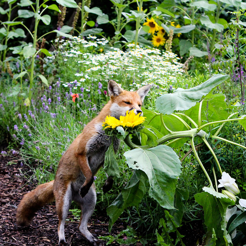 fox-of-the-day-day-2-ginger-ninja-sniffing-a-sunflower