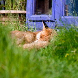 Fox in the lawn for last day of No Mow May.