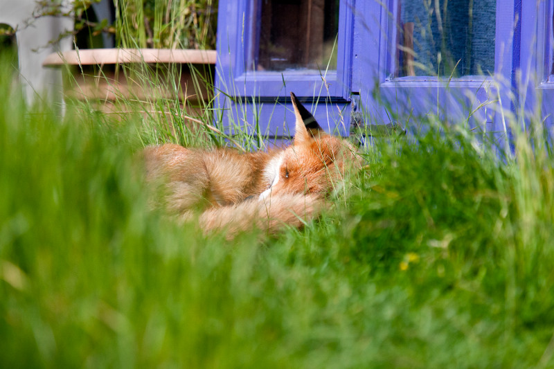 fox-in-the-lawn-for-last-day-of-no-mow-may