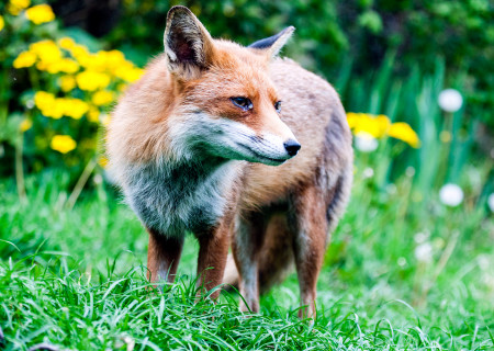 Fox of the Day - Day 4