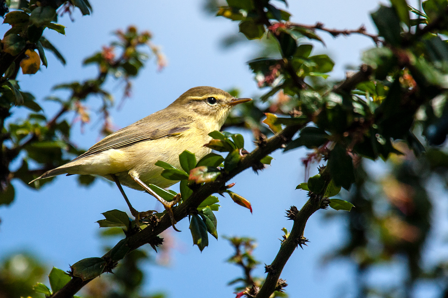 willow-warbler