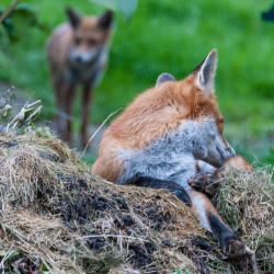 Fox on compost for warmth.